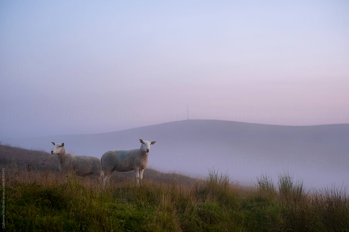 Sheep in front of a foggy Kippure Mountain, Dublin