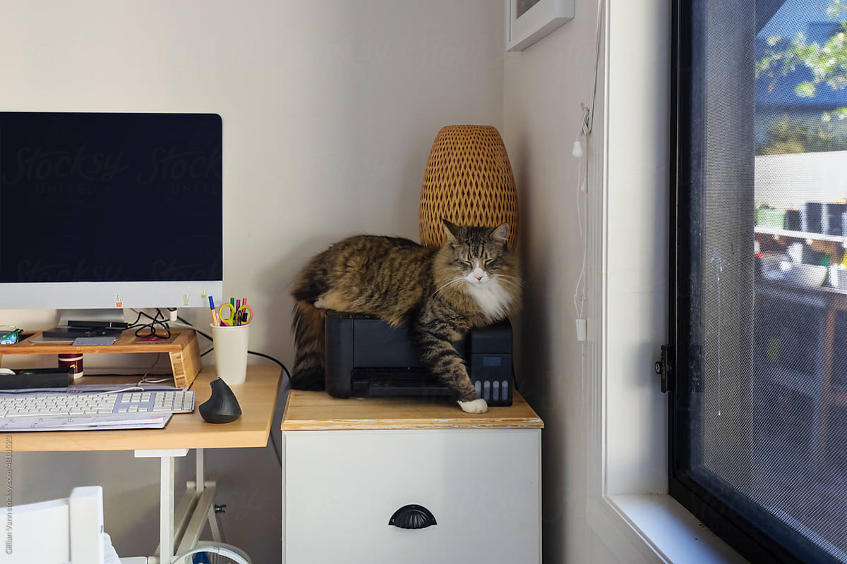 cat in office