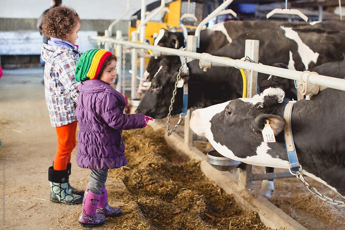 Two children looking at fenced in milking cows
