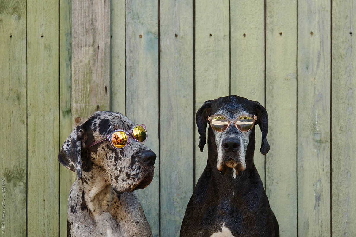 Cool dogs in sunglasses