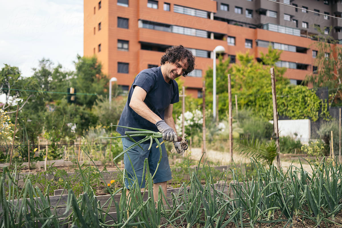 Man harvesting in an urban garden