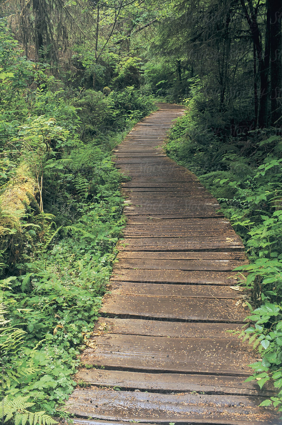 Boardwalk in rain forest, Olympic National Park, Washington, USA