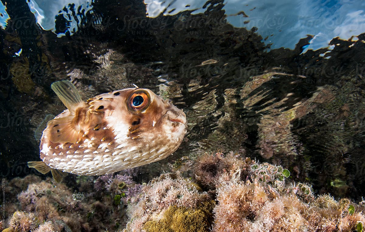 Burrfish in the Shallows