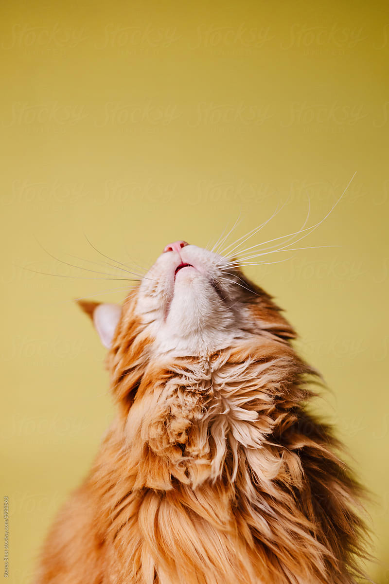 Cute faceless cat looking up on yellow background