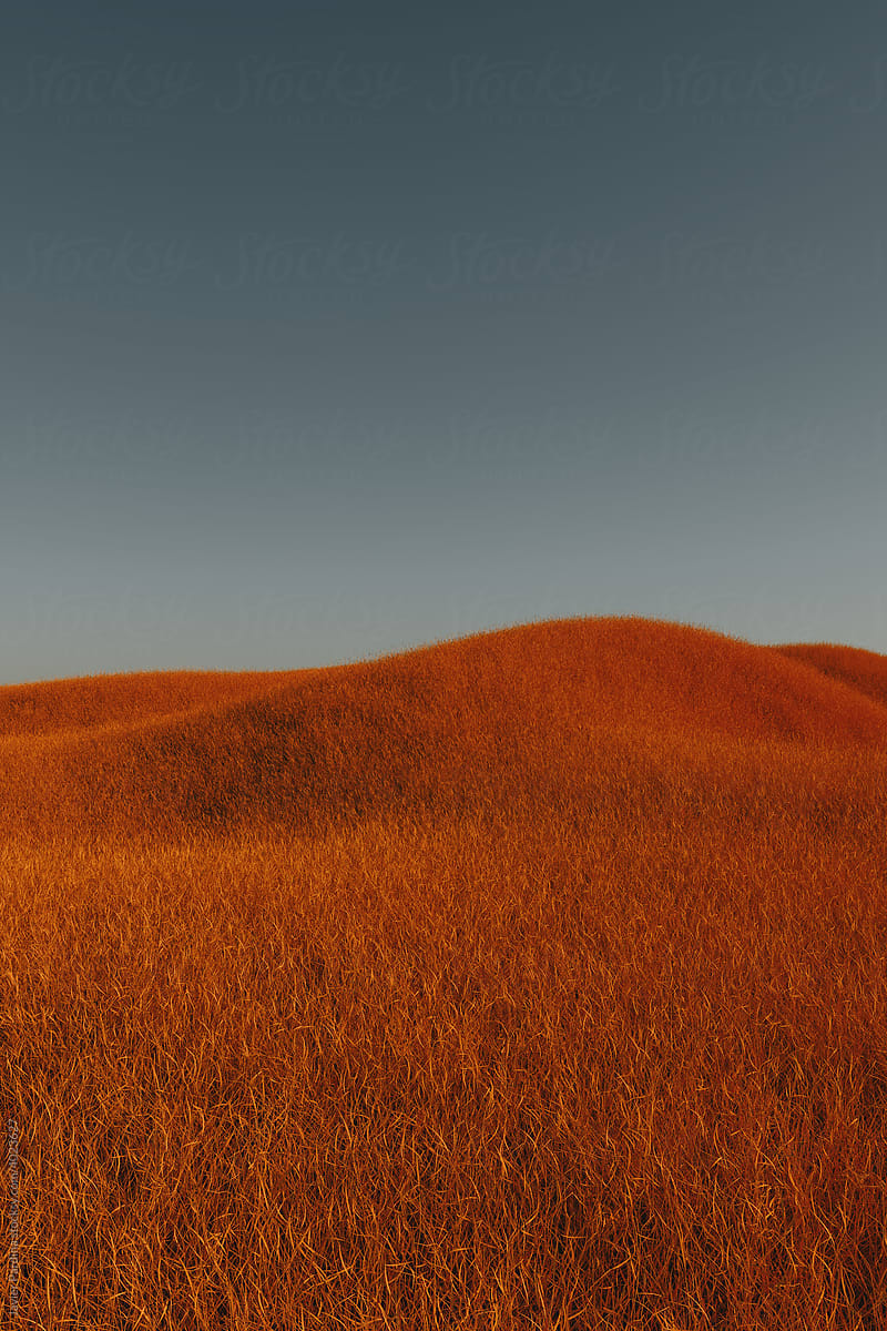 Orange grass meadow