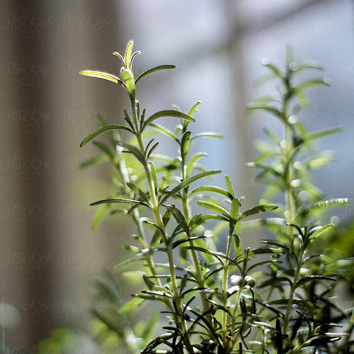 New Rosemary Plant
