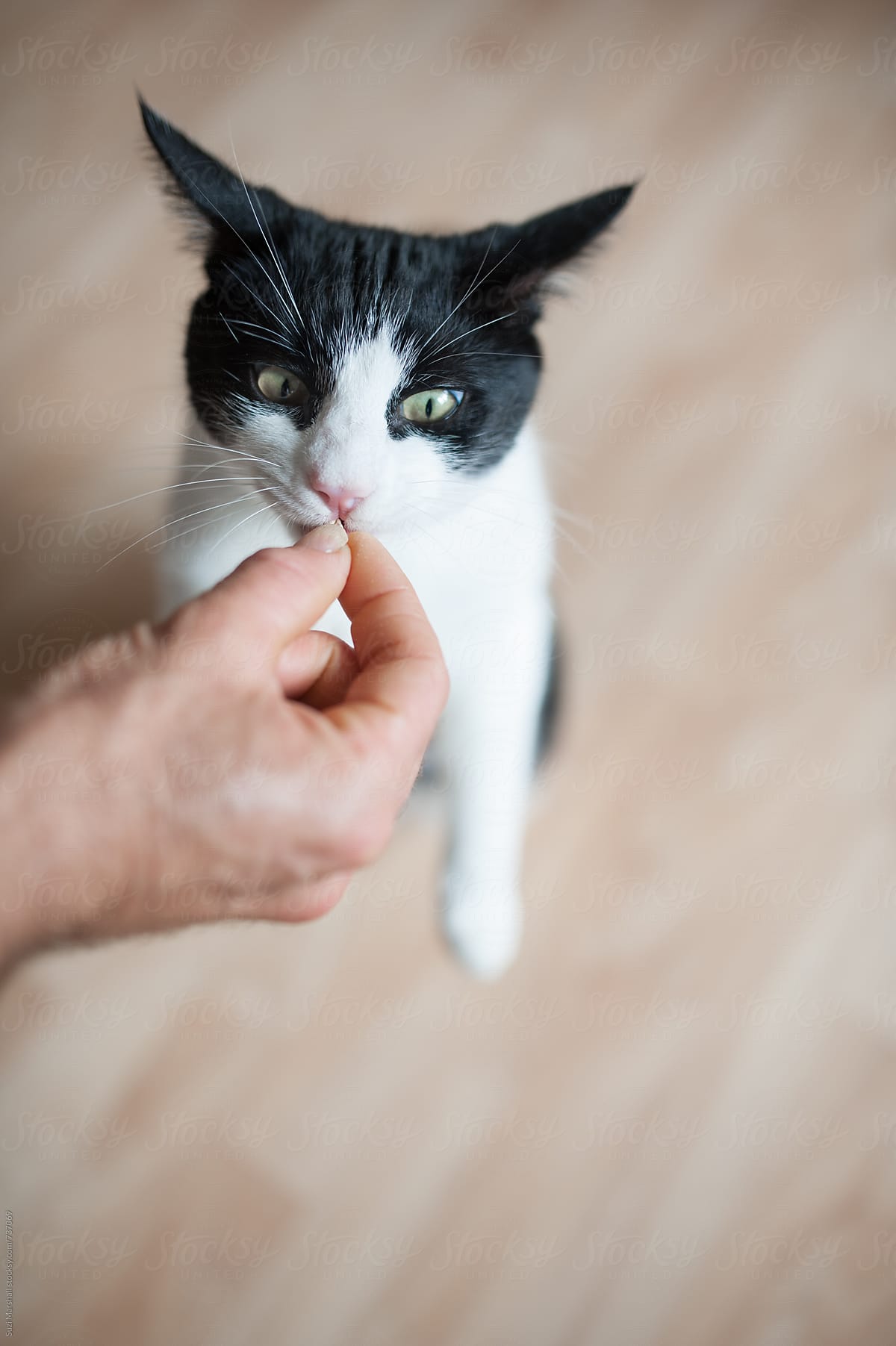 Black and white cat standing on hind legs eating a cat treat from a man\'s hand