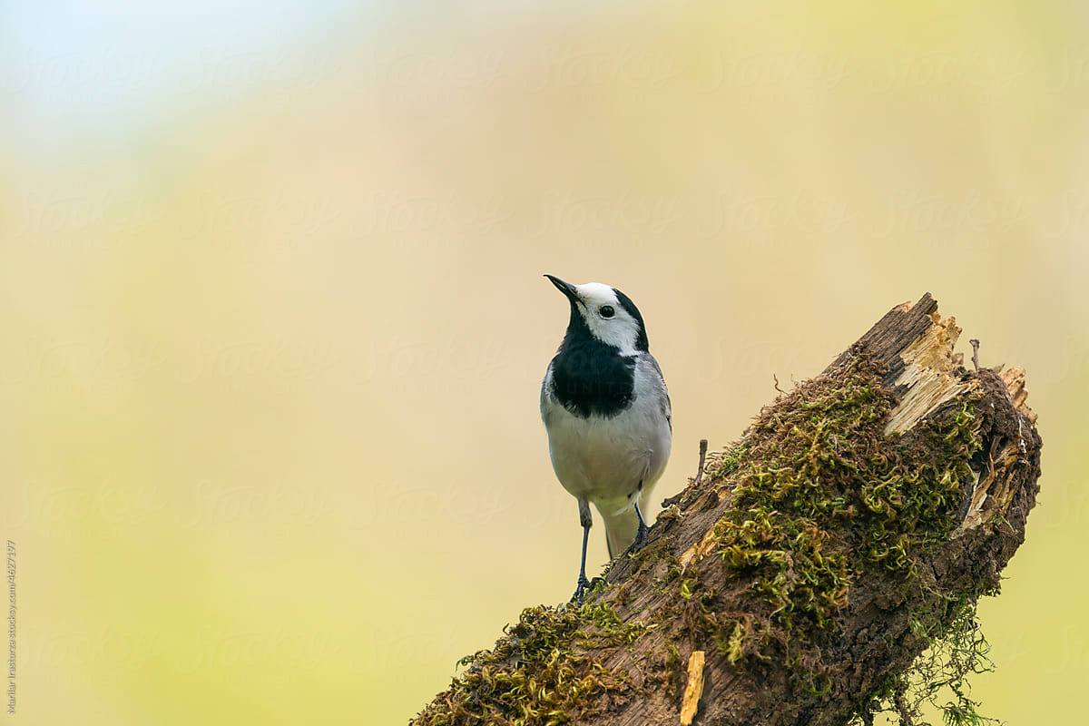 Beautiful White Wagtail Looking Up