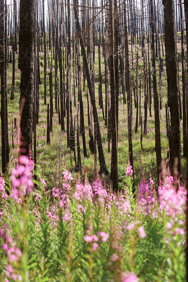 purple wildflowers in a burned forest