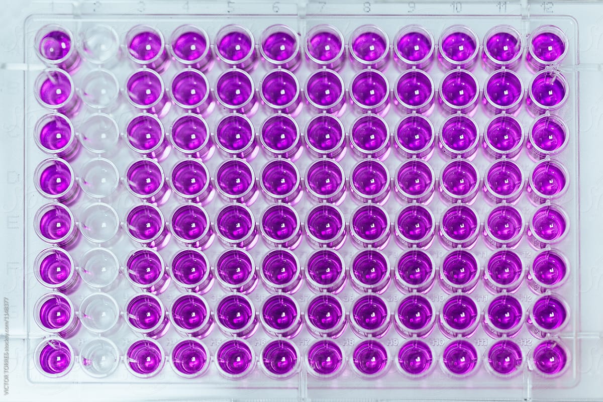 Organized purple test tubes in close-up
