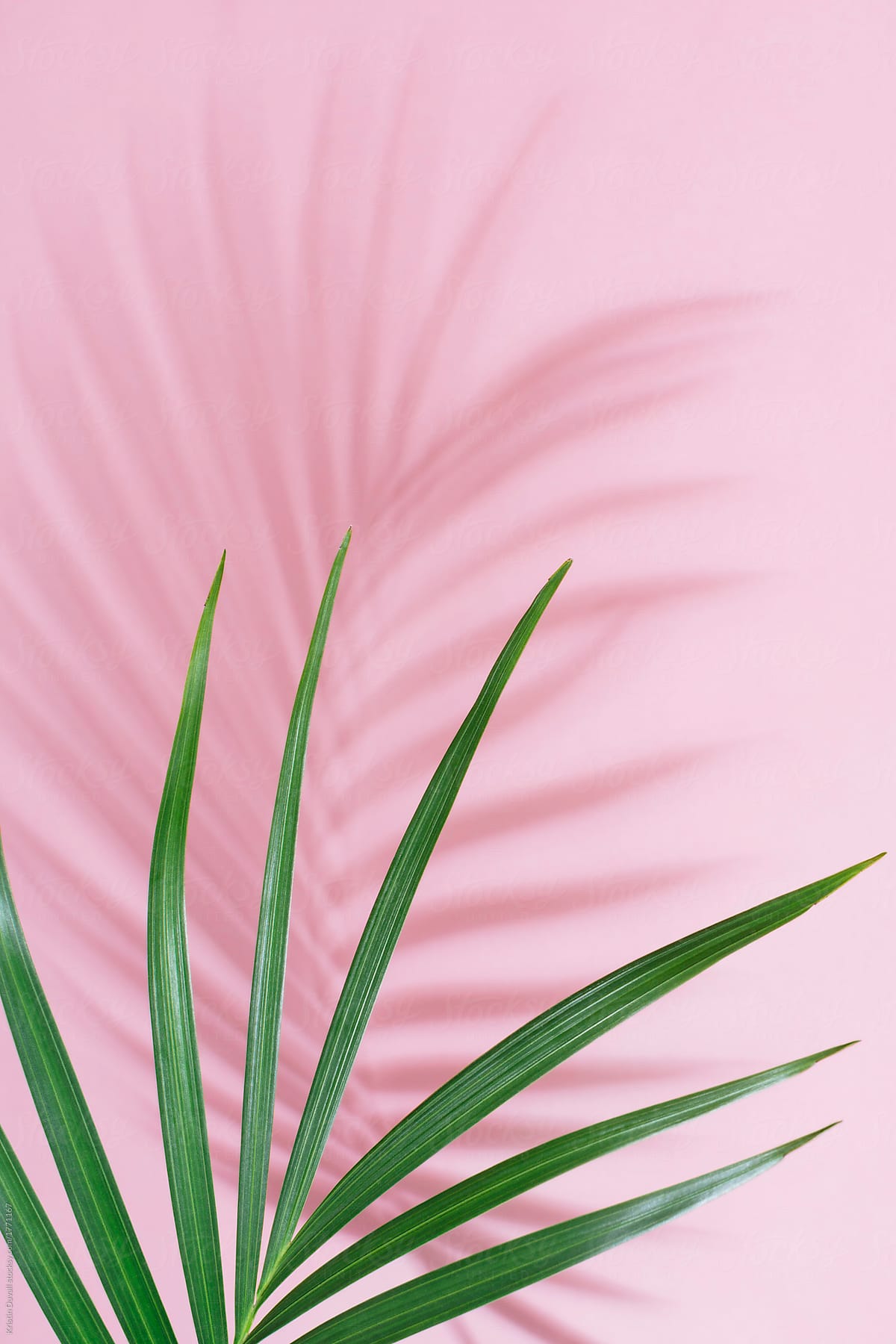 Green palm leaf on pink
