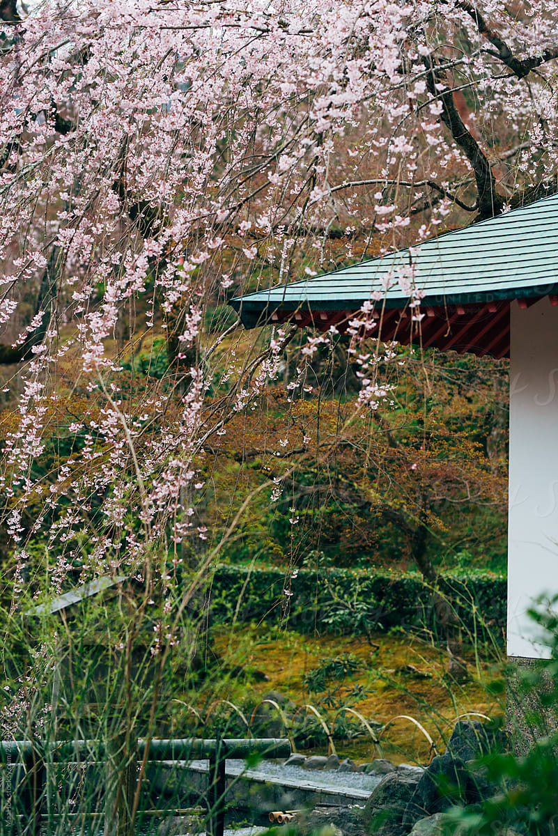 Blooming cherry in Kyoto,Japan