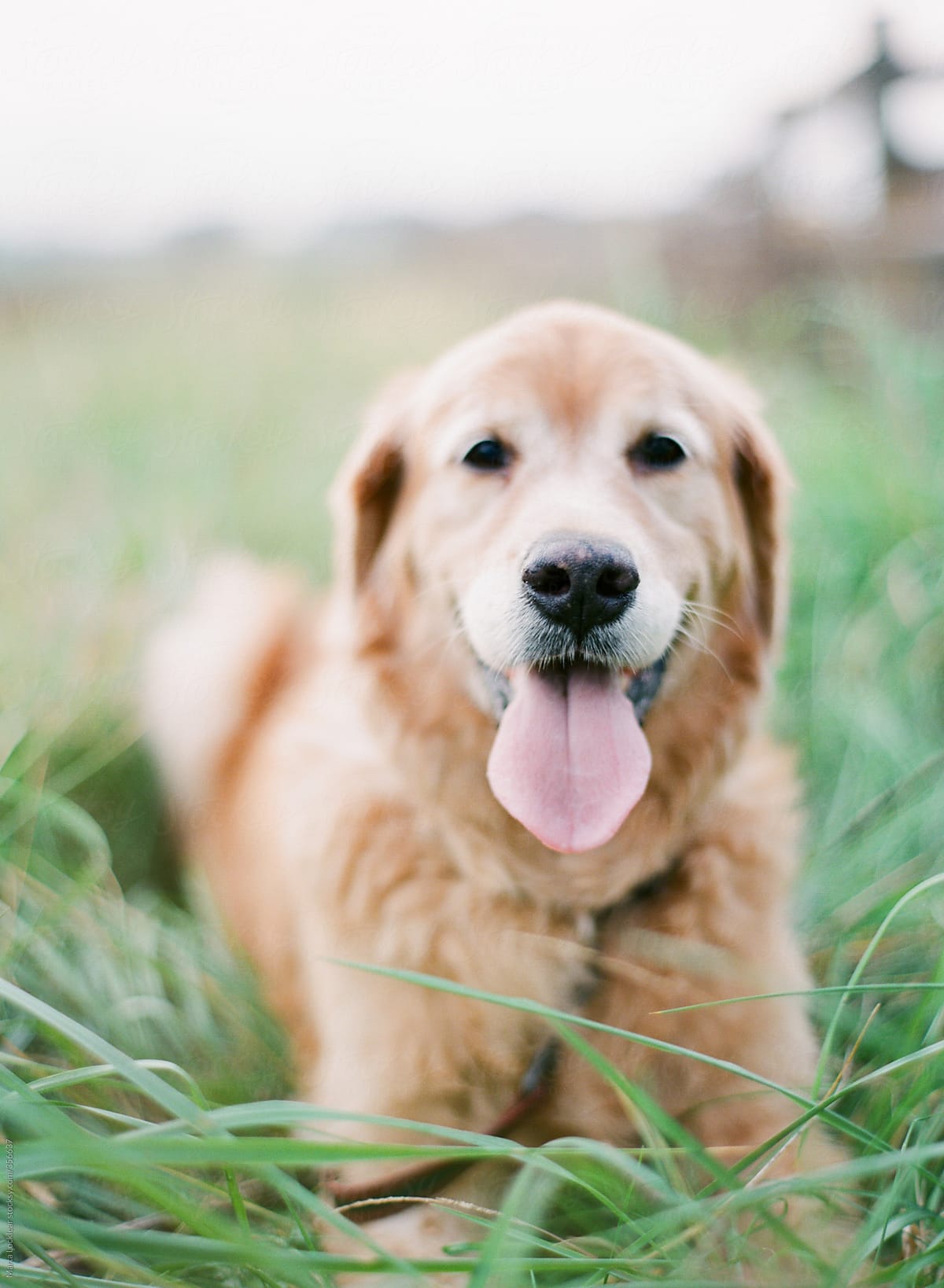 Golden Retriever dog laying down and panting