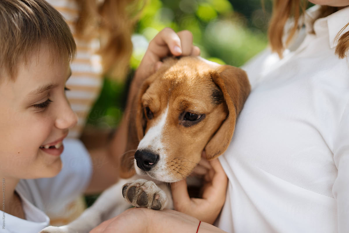 Kid stroking adorable beagle dog
