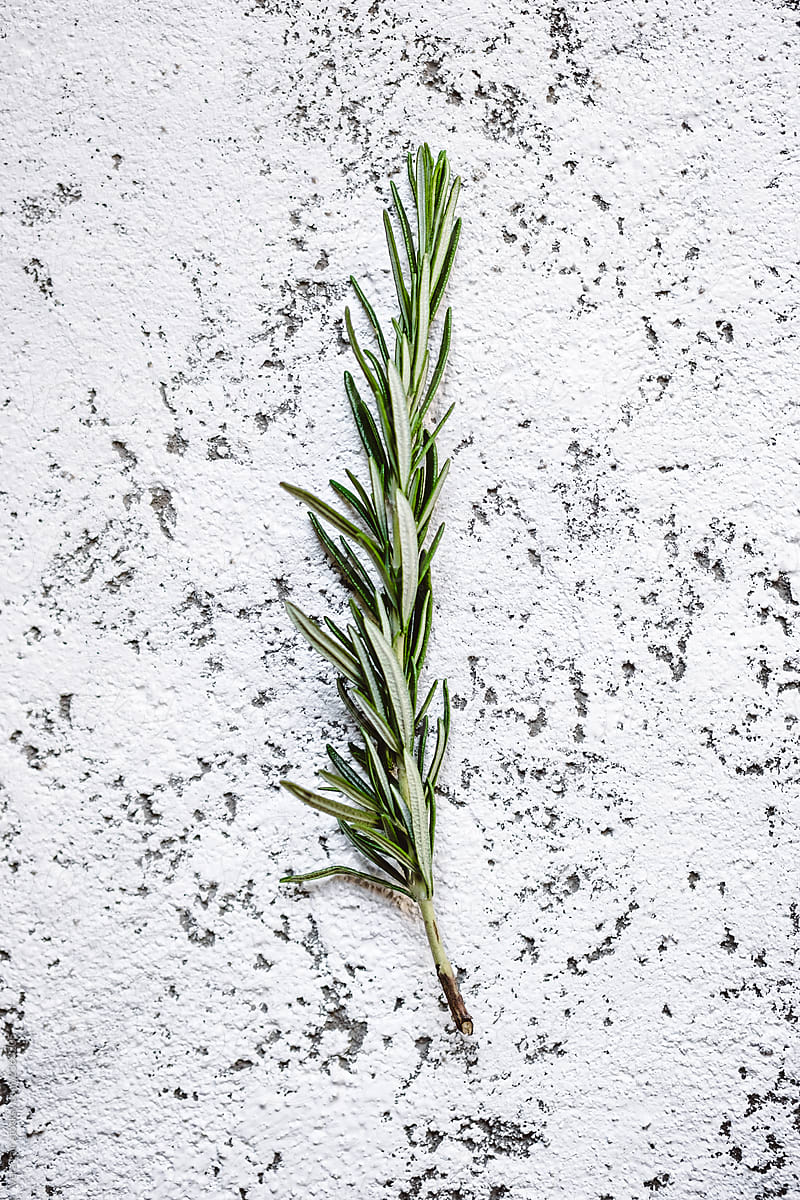 Rosemary branch on textured background