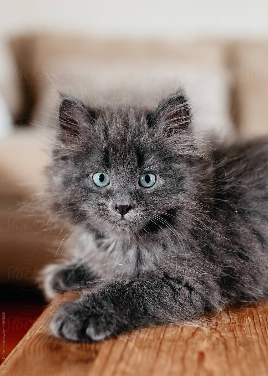 Fluffy grey kitten