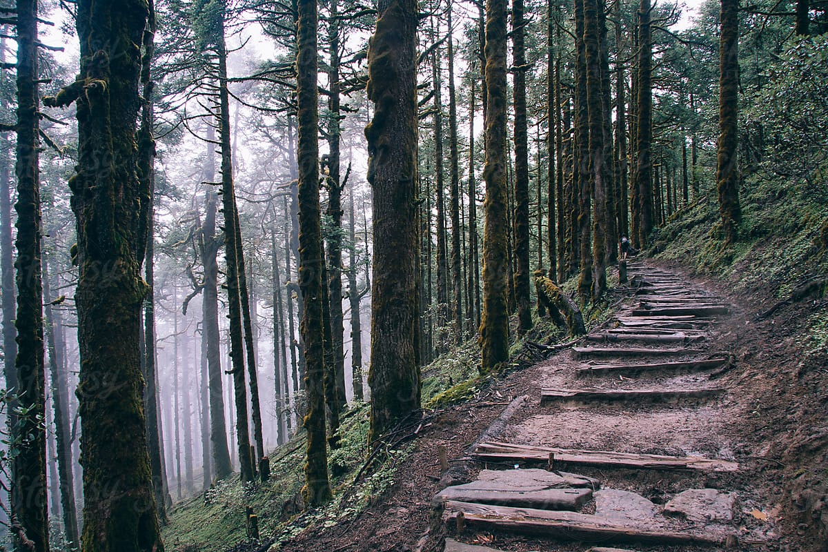 Trekking trail through a misty/foggy morning jungle high up in the himalayas.