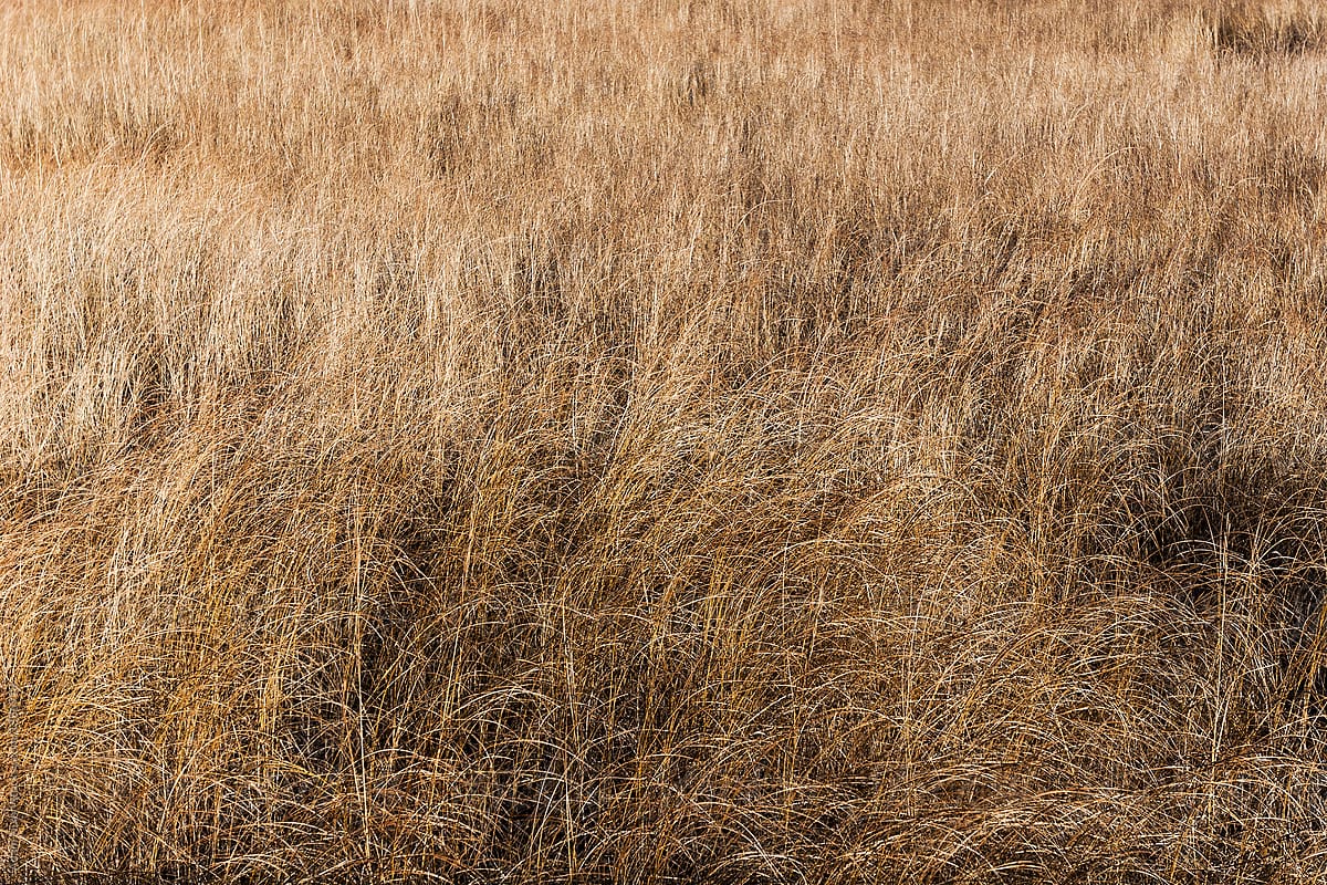 A Field Of Dried Grass By Stocksy Contributor Adam Nixon Stocksy