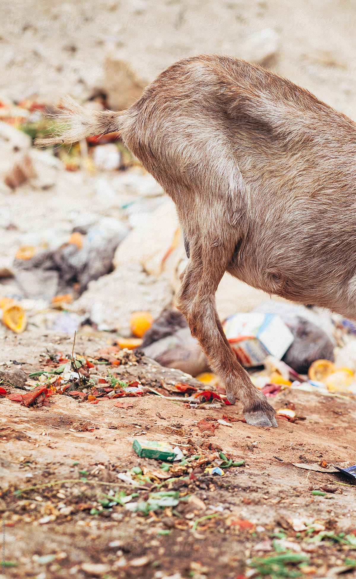 Goat Eating Garbage in Landfill