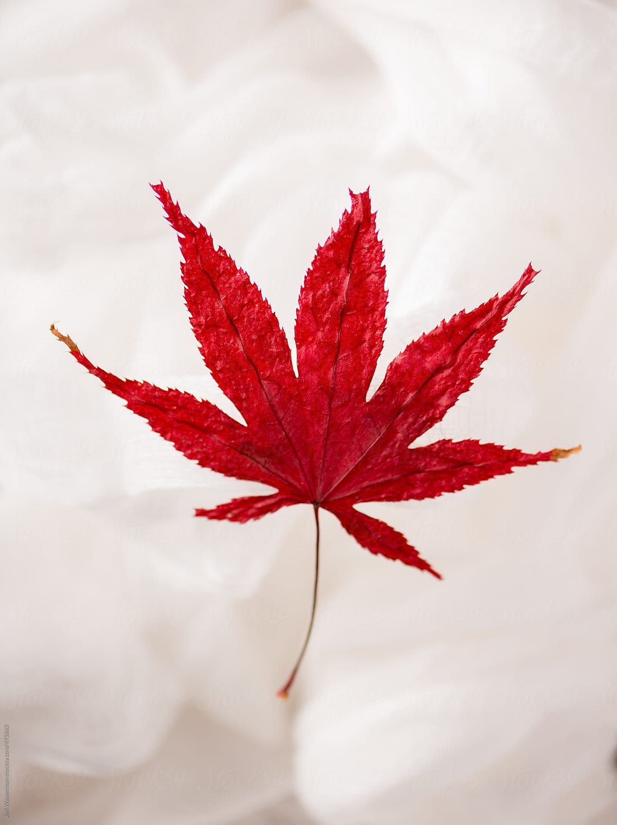Dried Fall Japanese Maple Leaf by Jeff Wasserman