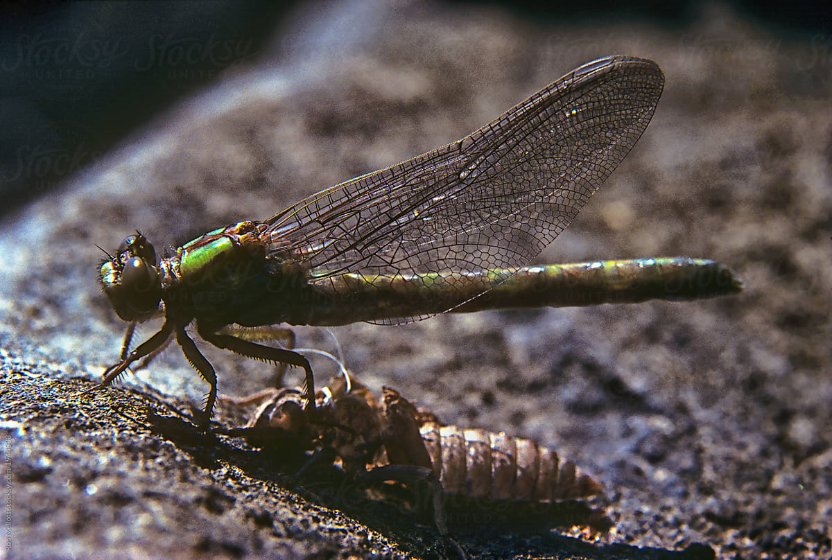 nature macro dragonfly adult emerging from larval form on film Canada