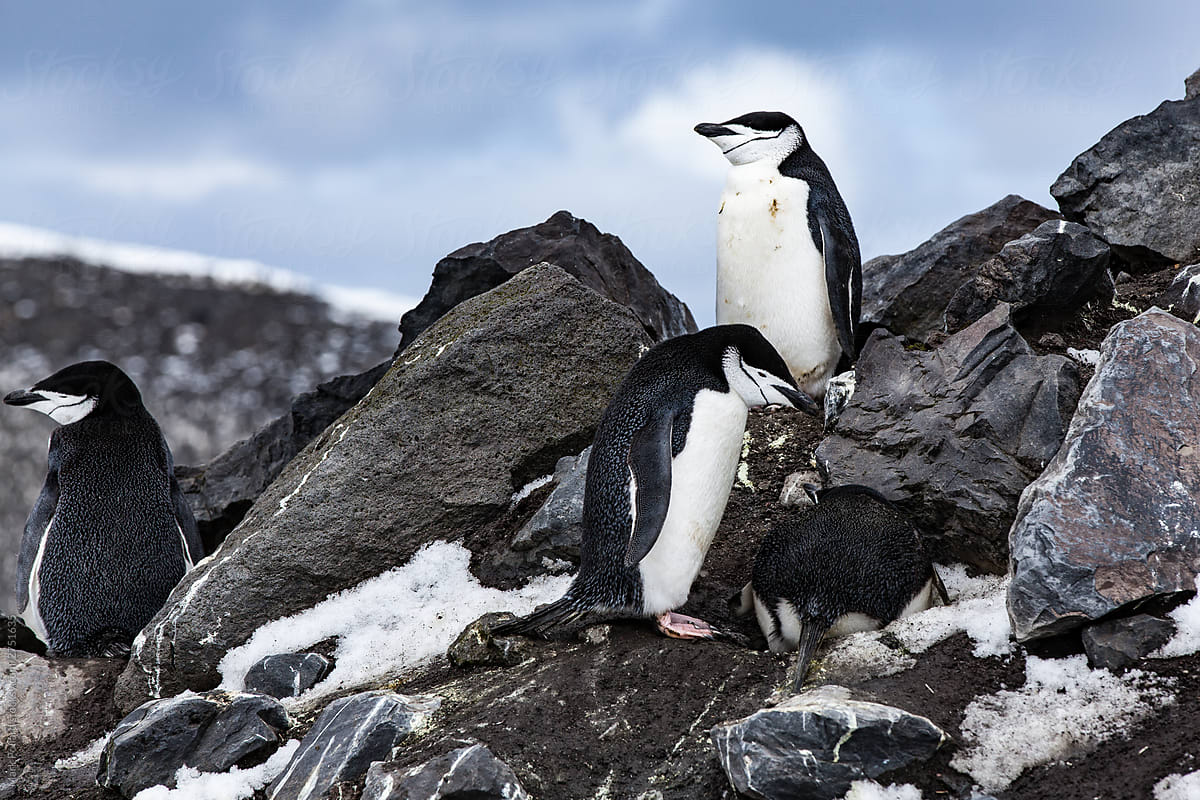 Four penguins Building Rocky Nests