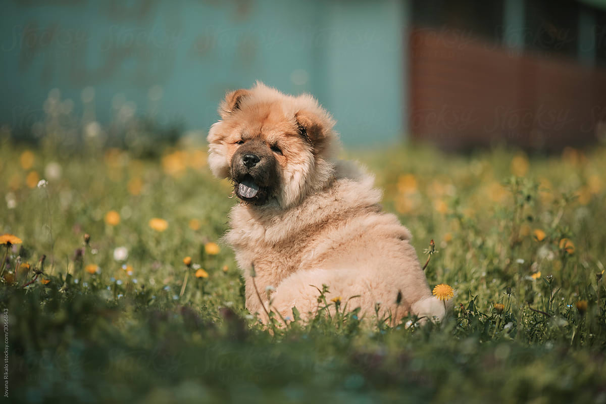 Chow Chow puppy sitting in  grass
