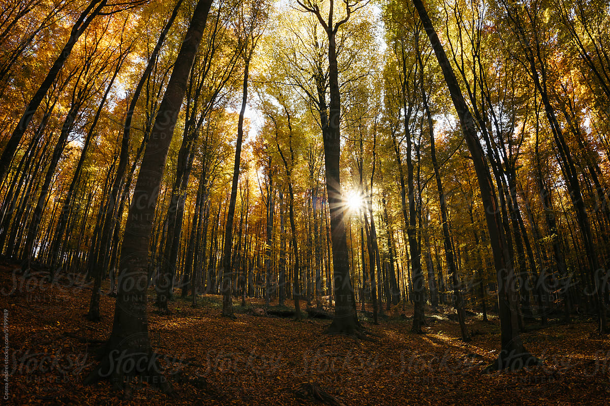 Sun shining in autumn woods