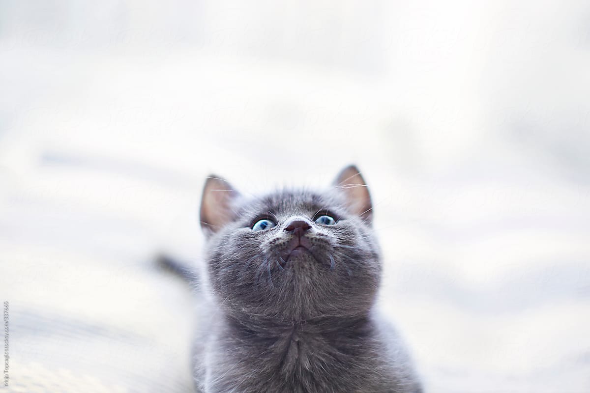 Little grey russian blue cat with blue eyes looking up