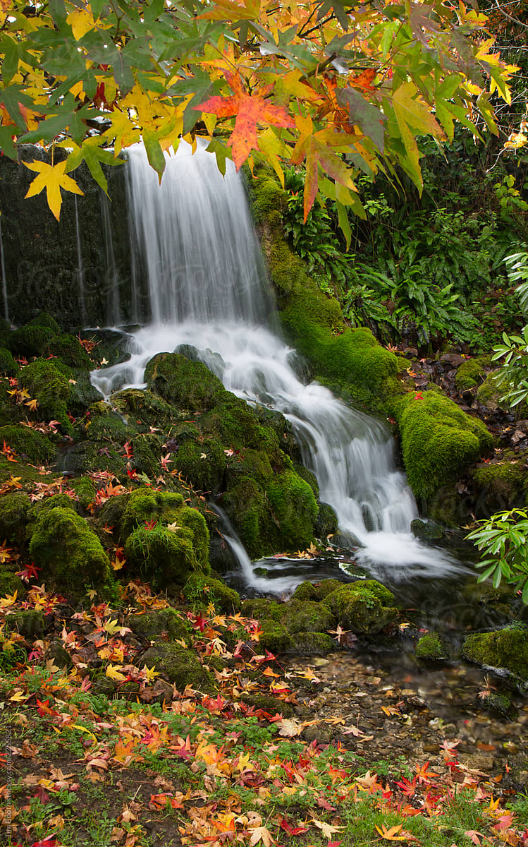 Waterfall over mossy autumn leaf covered rocks.
