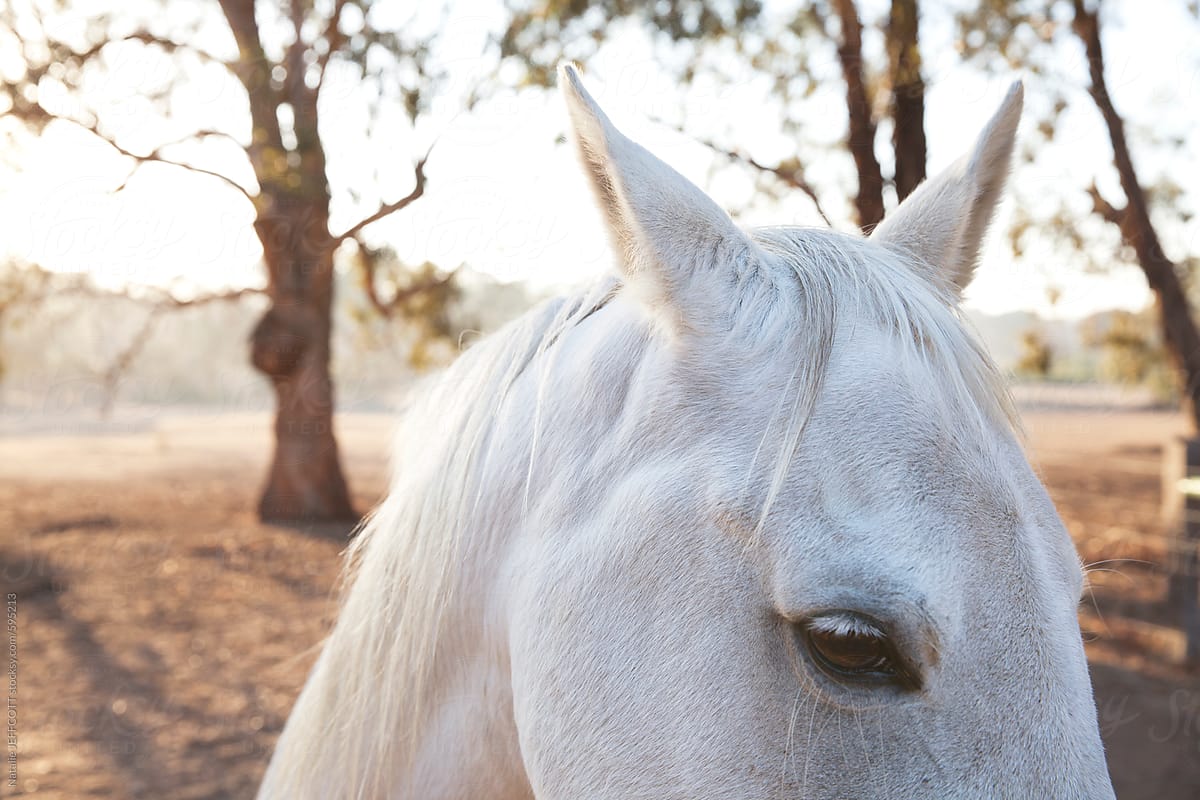 close up of a white horse - ears and eye