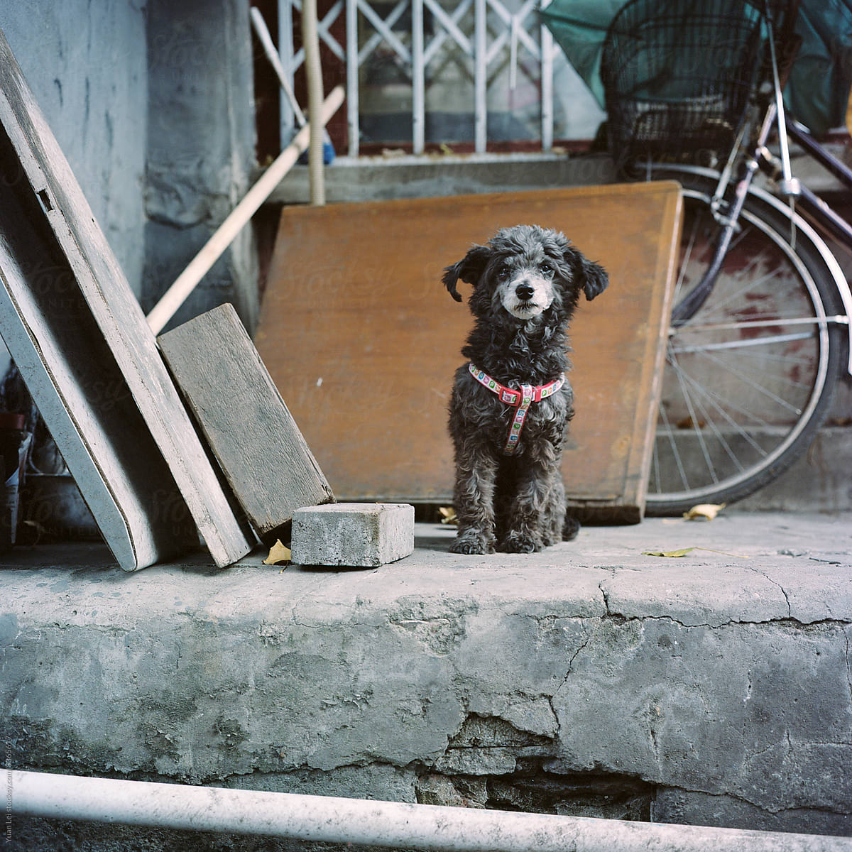 A black puppy standing obediently on a stone