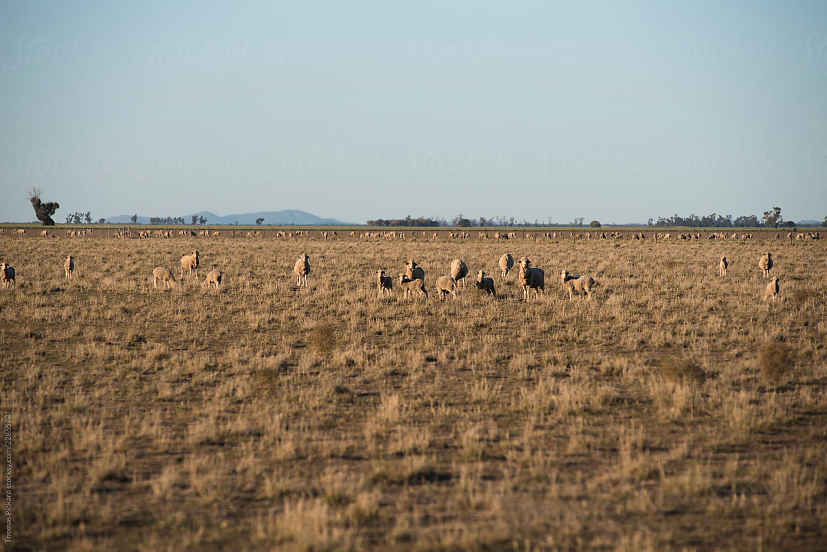 Grazing sheep, outback Australia.