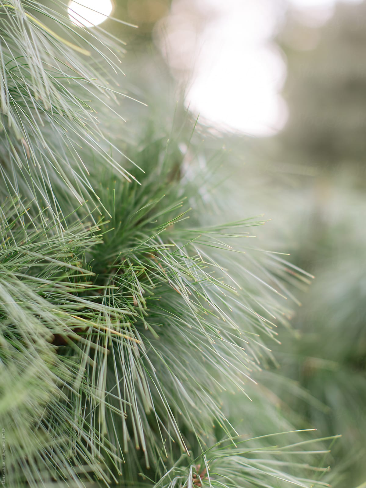 Long Needle Pine Tree