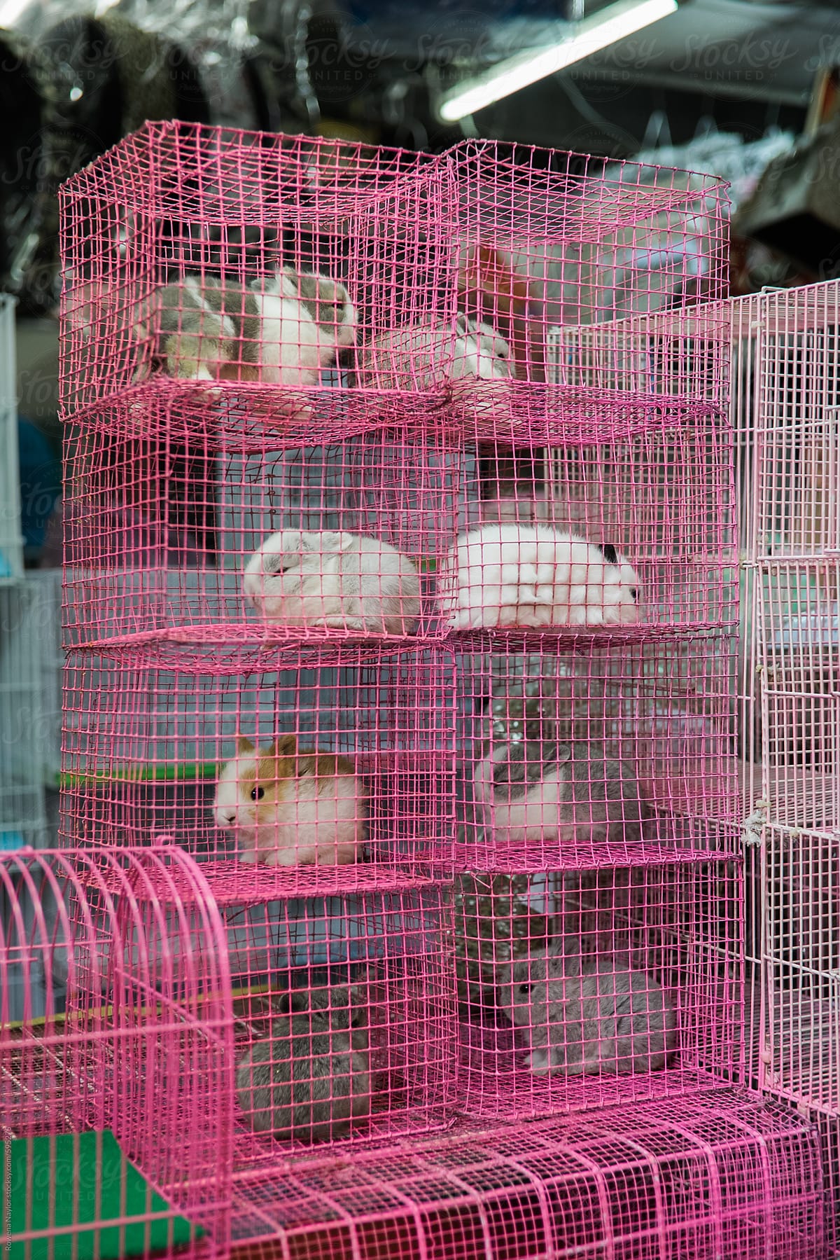 Miniature Bunnies for sale at Chatuchak Market, Bangkok