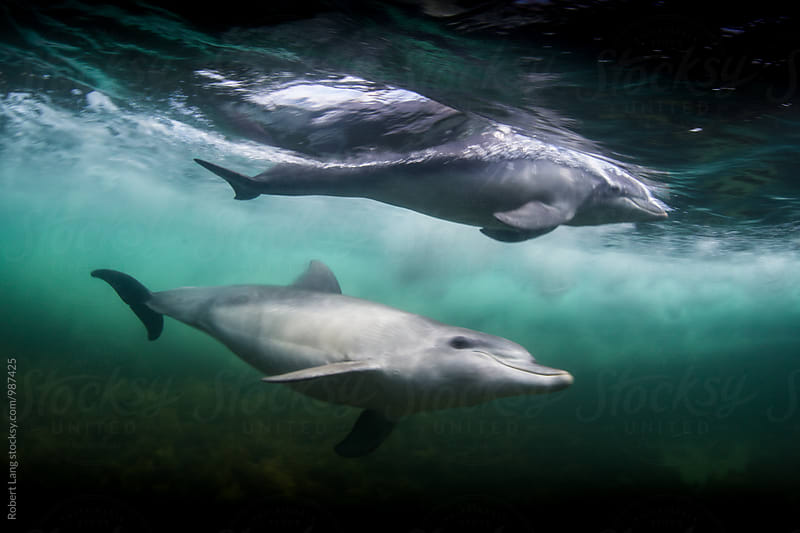 Wild dolphins playing together
