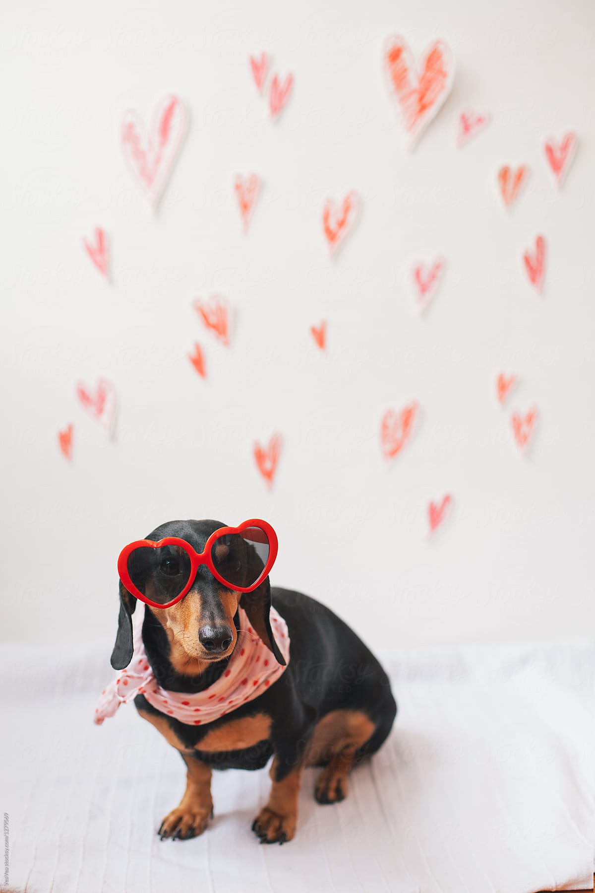 Dog wearing heart shaped sunglasses sitting in front of a white