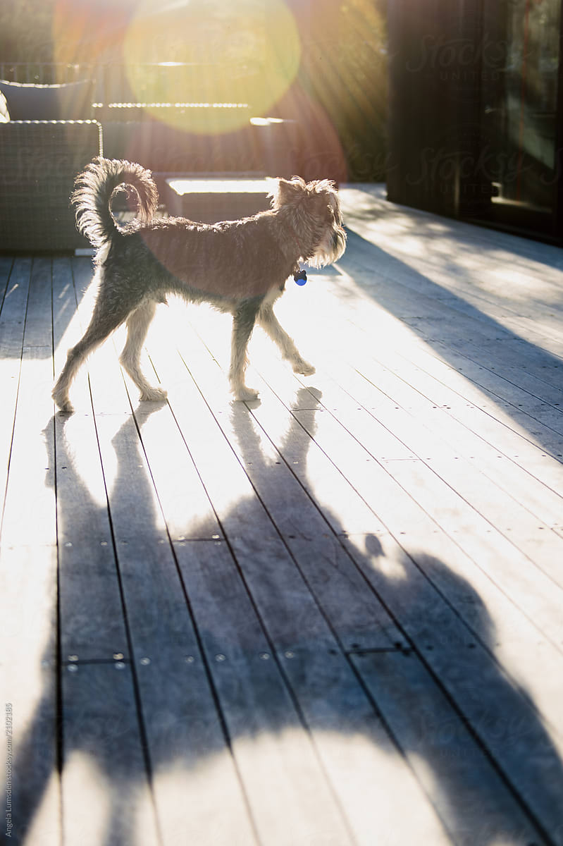 Terrier dog in sunlight casting a large long shadow
