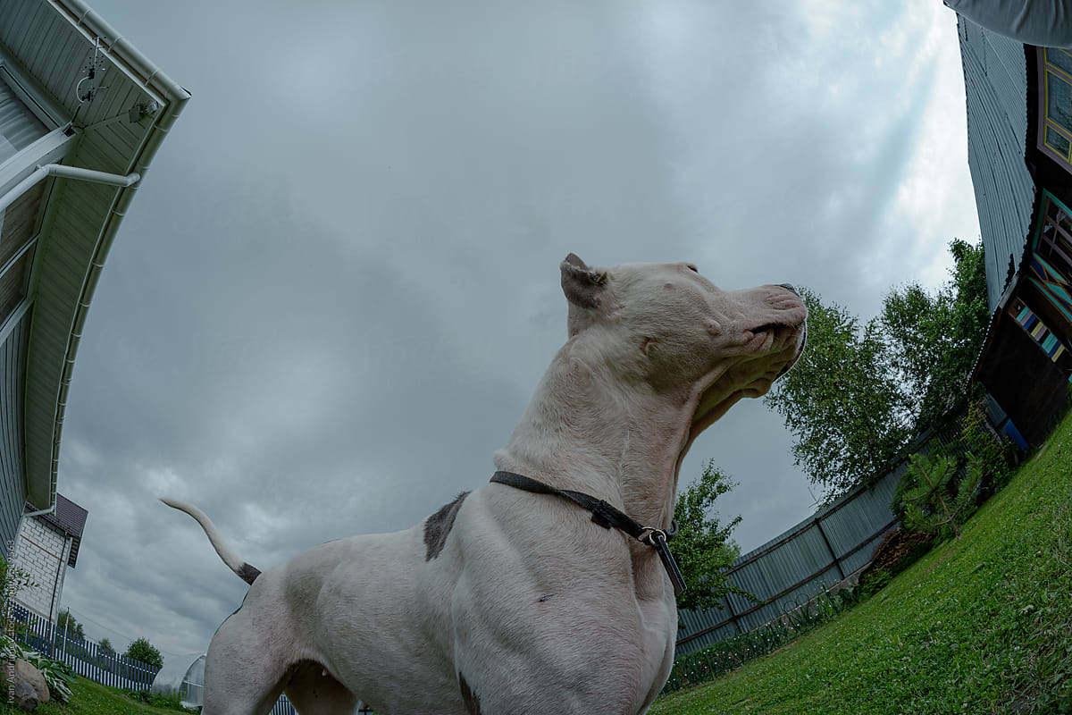 White Dog Fisheye Outdoor Portrait Cloudy Weather