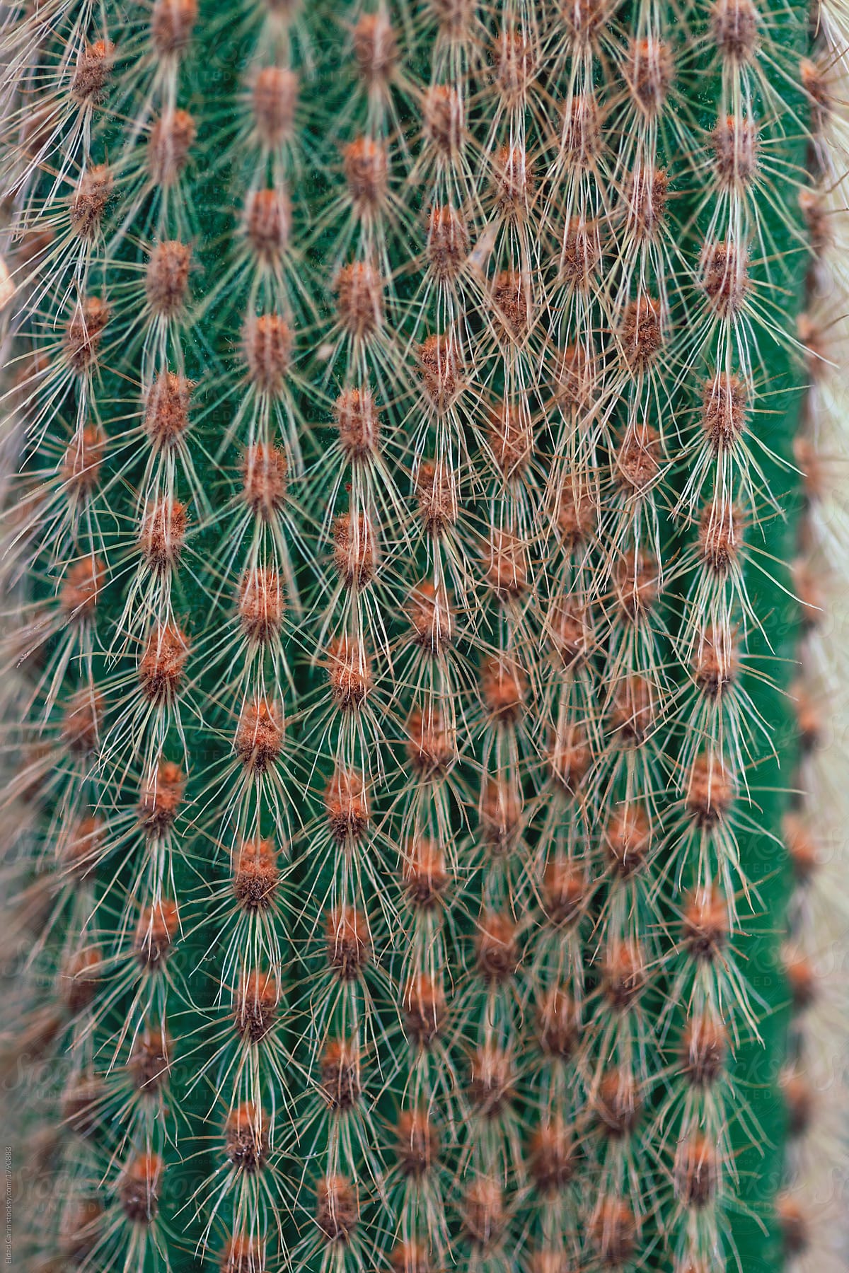 Spiked Cactus Surface Macro