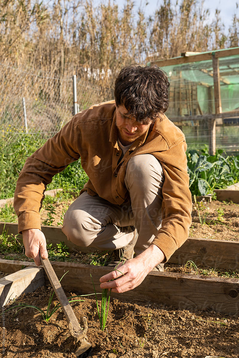 portrait of Young happy man planting vegetable plants on garden
