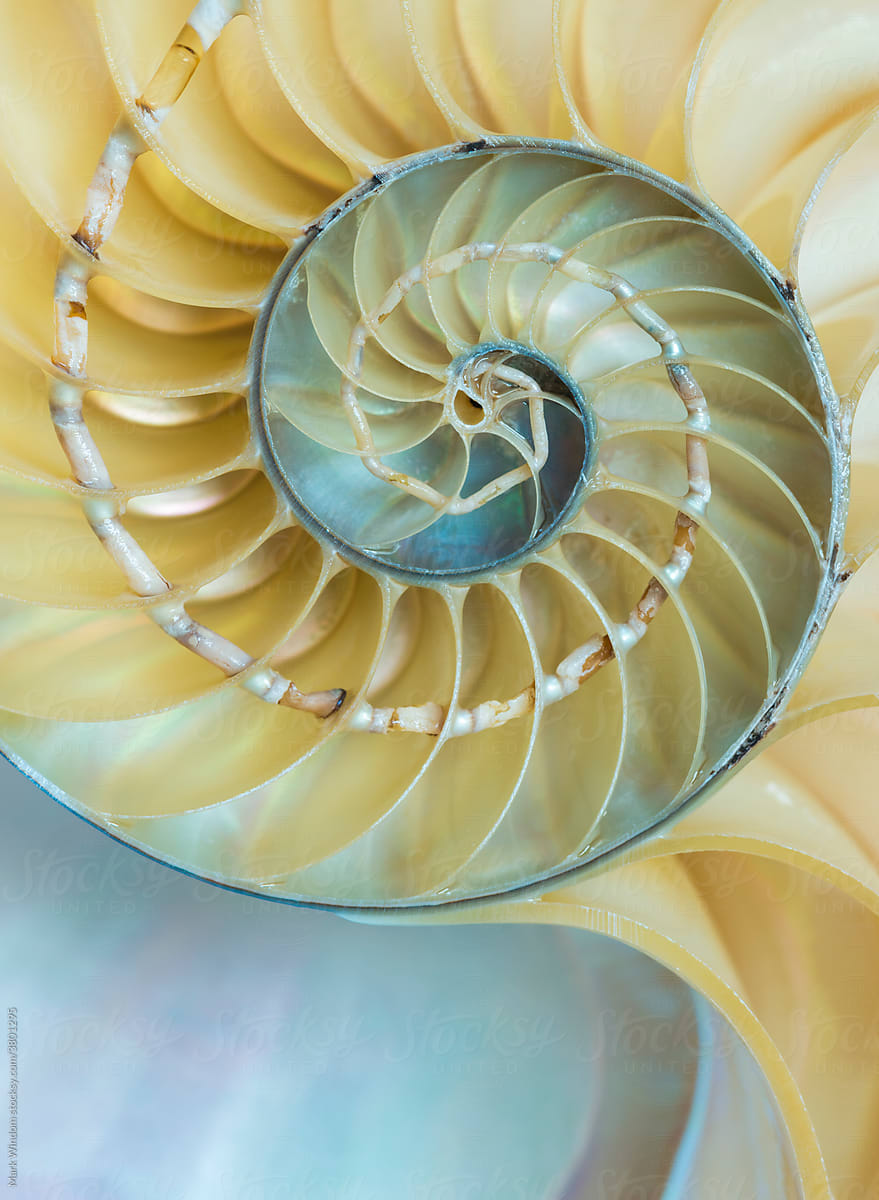 Nautilus Shell Spiral