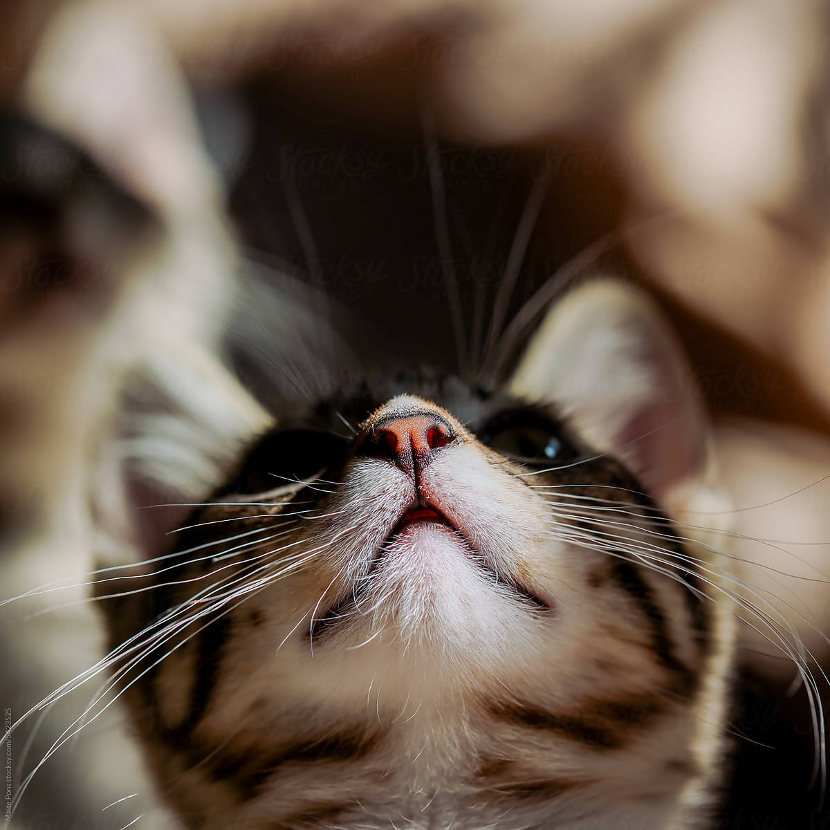 Kitten in a Tabby Background