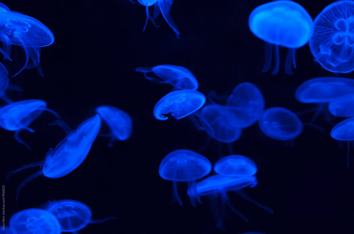 Jellyfish glowing blue
