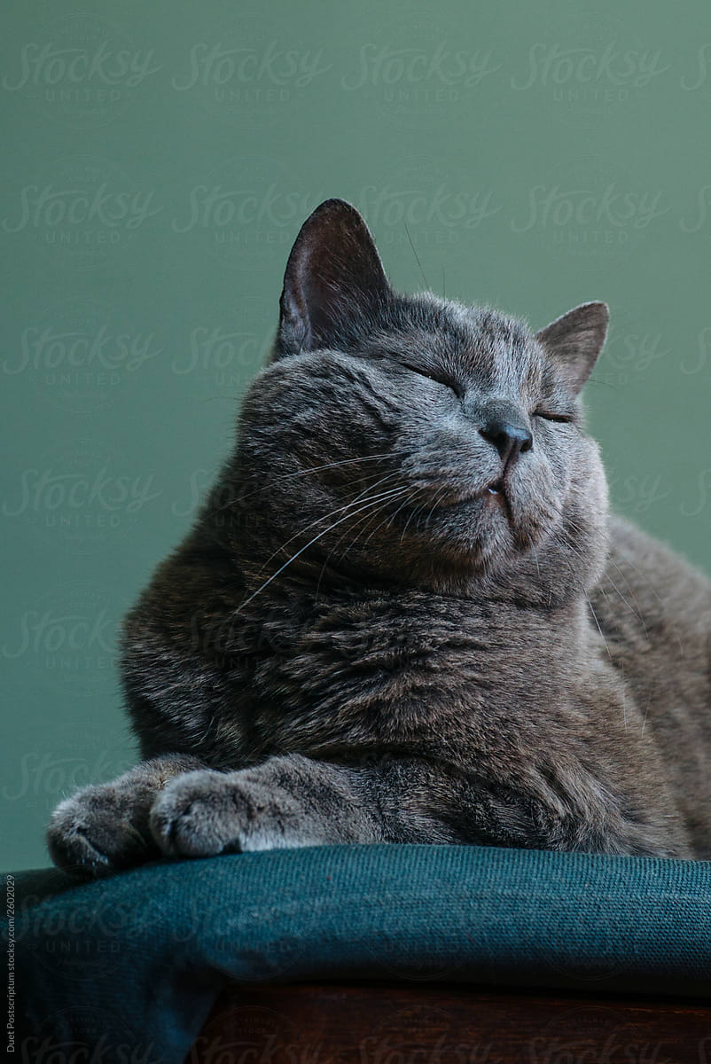 A beautiful gray cat breeds Russian blue sits on a pillow