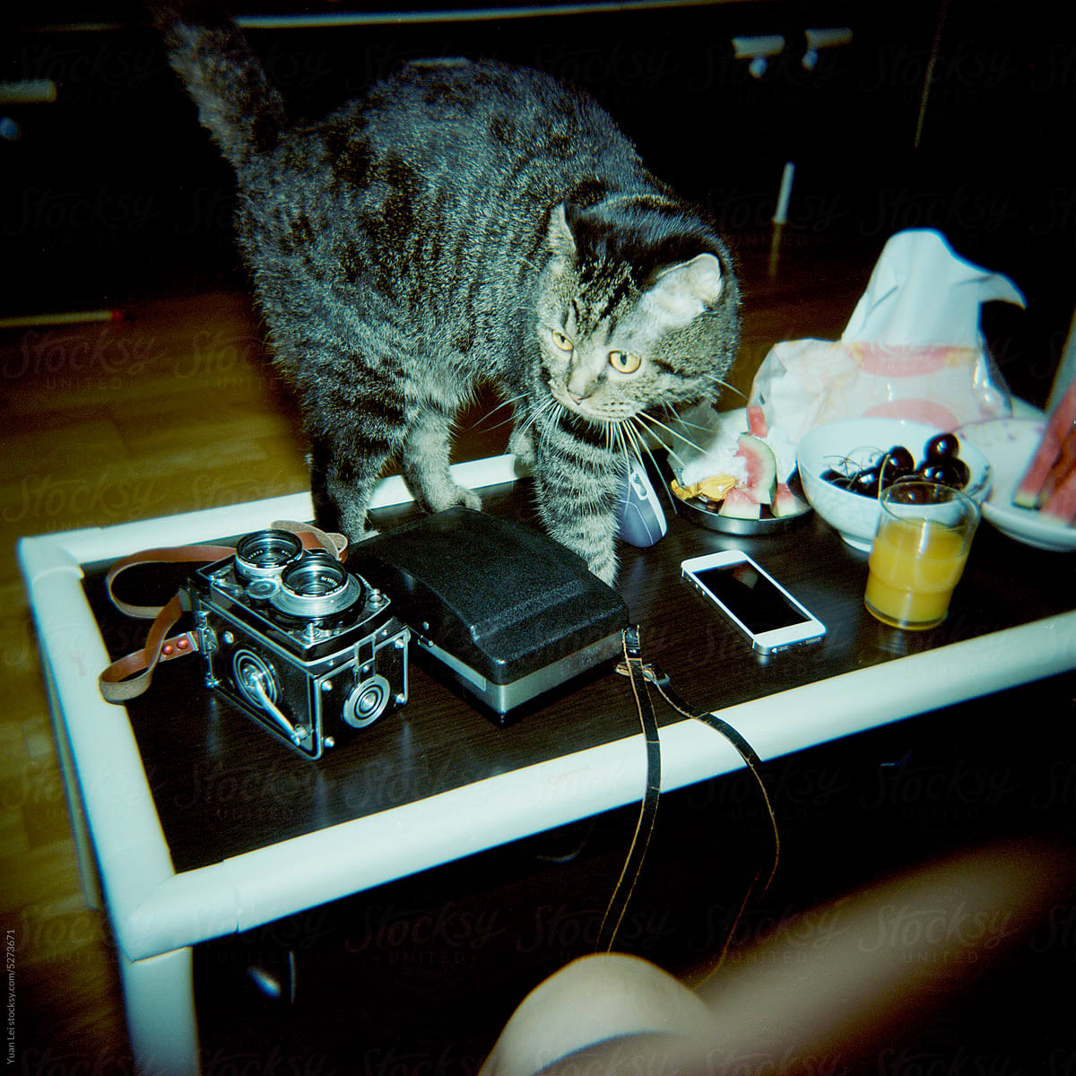 There are cats and various cameras on the table