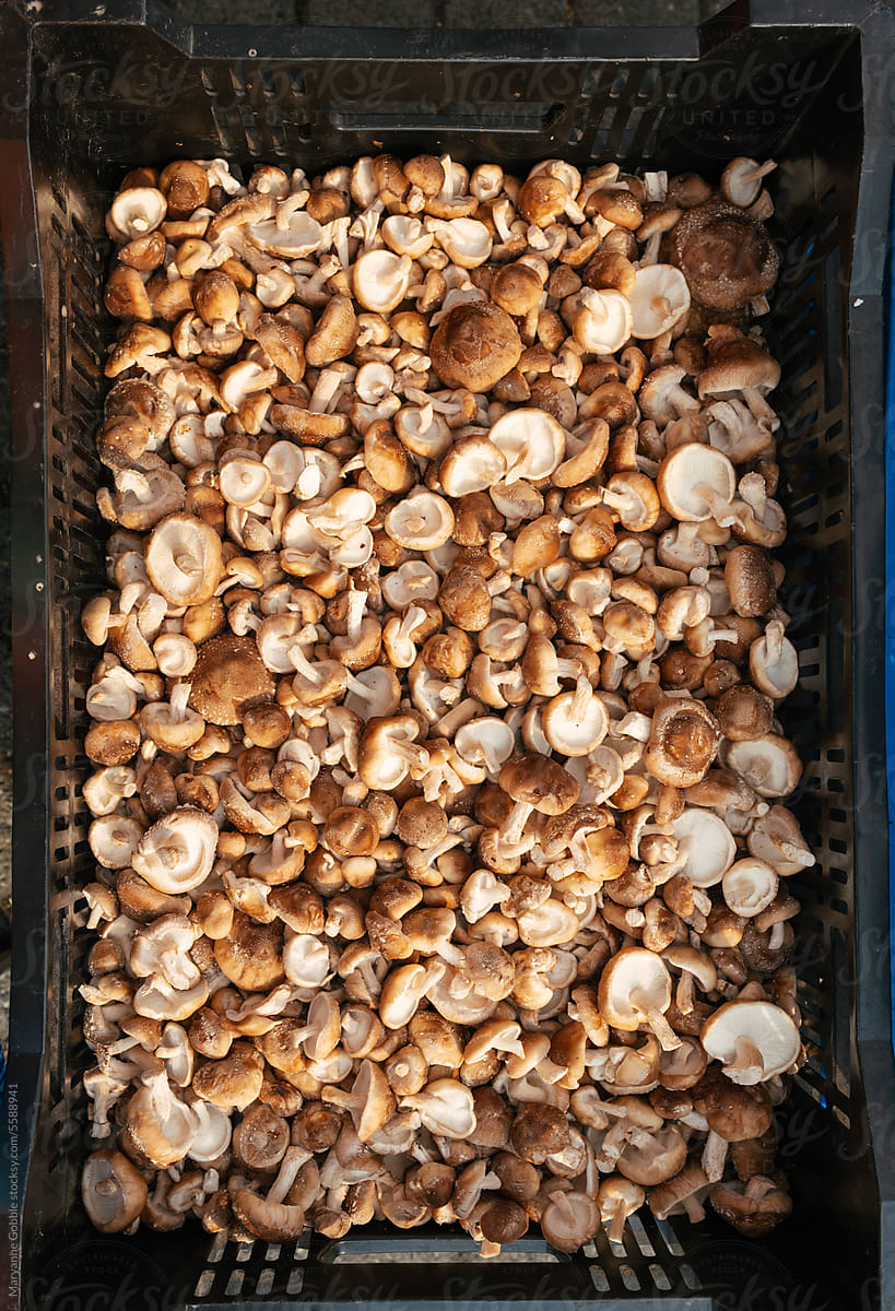 Mushrooms at Farmer\'s Market