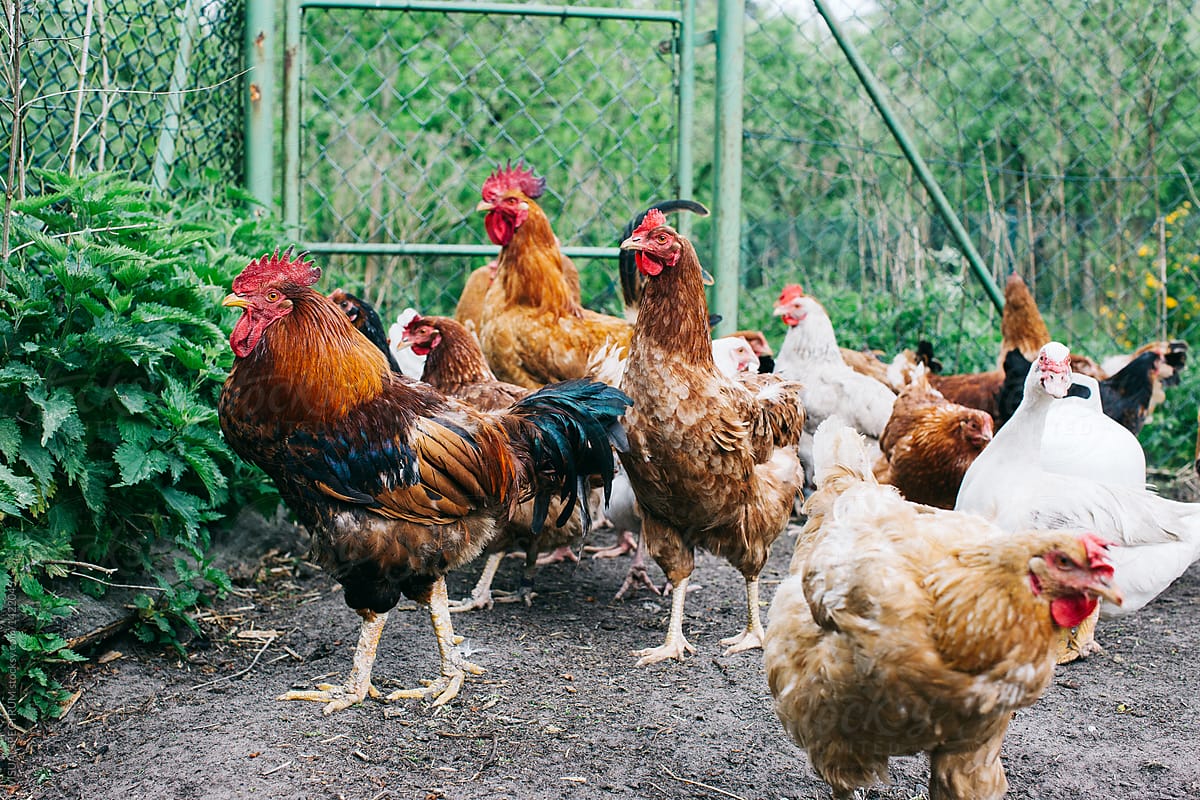 Free-Range Hens and Roosters Walking Around in Compound