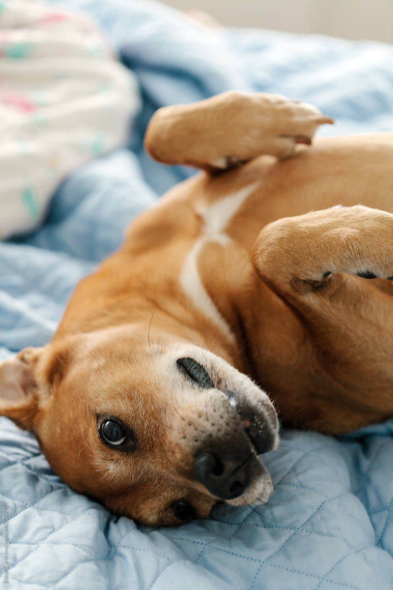 Cuddly Dog on Bed