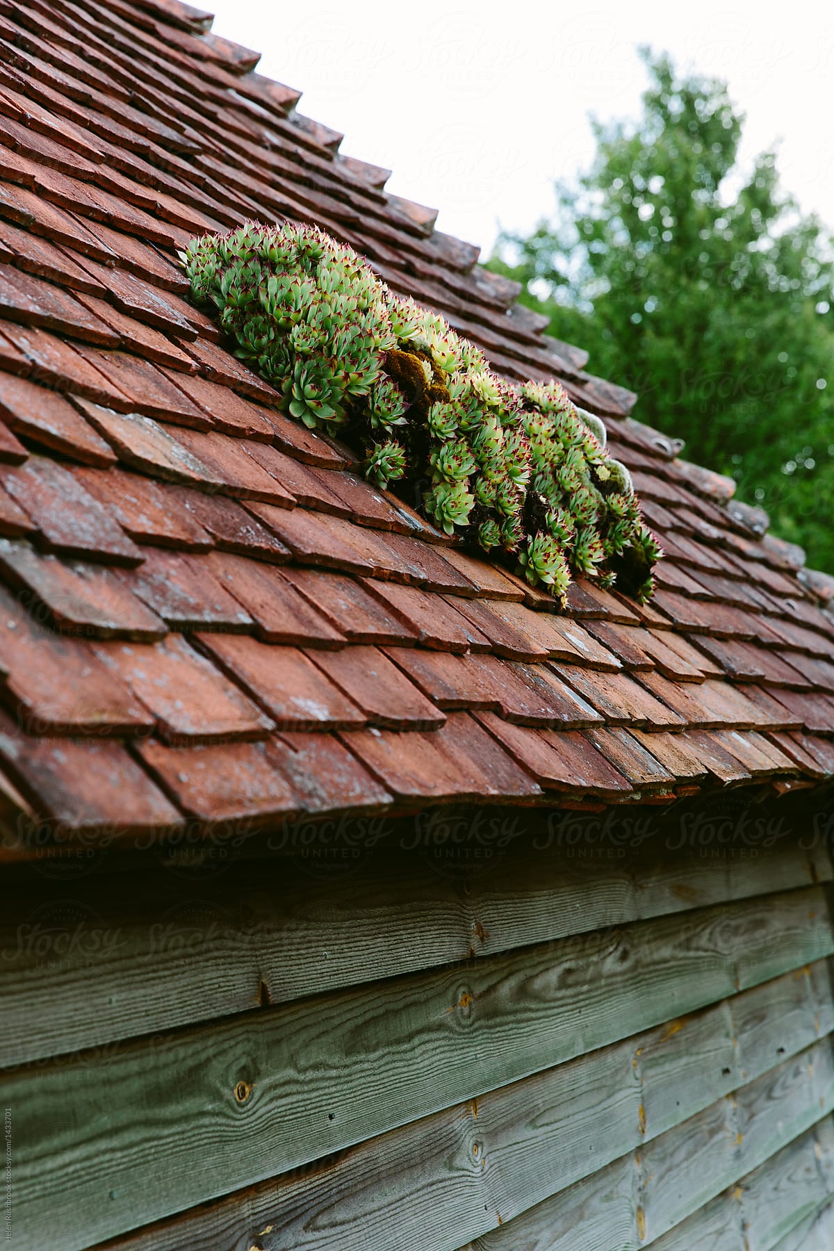 Sempervivums growing on a tiled roof